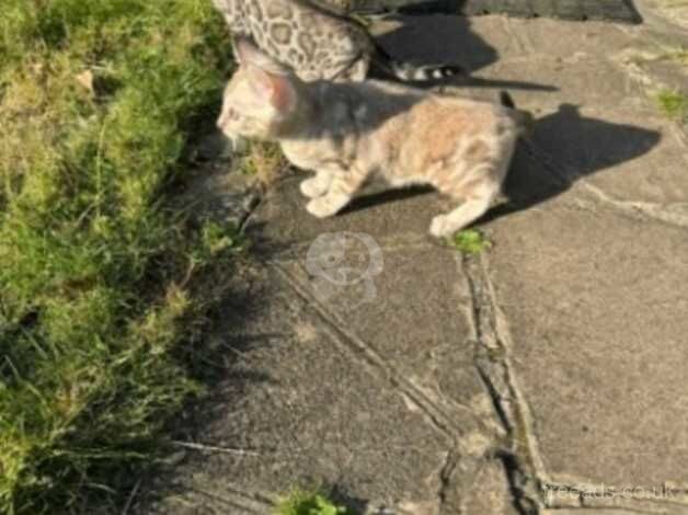 Bengal female kitten for sale in Camden Town, Camden, Greater London