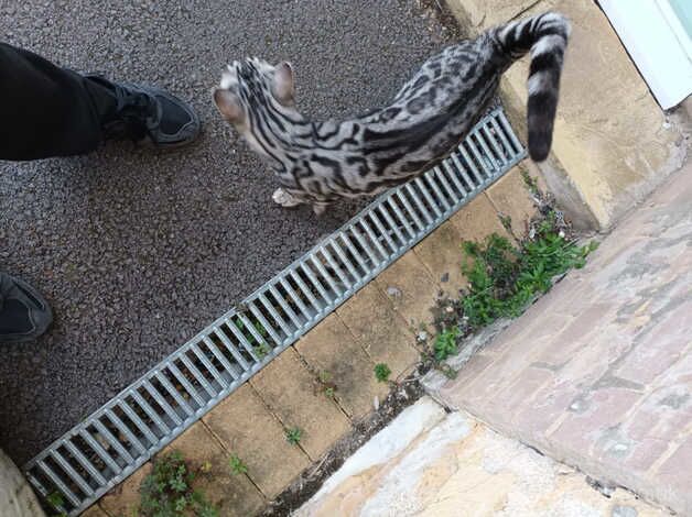 Bengal Kittens for sale in Bristol