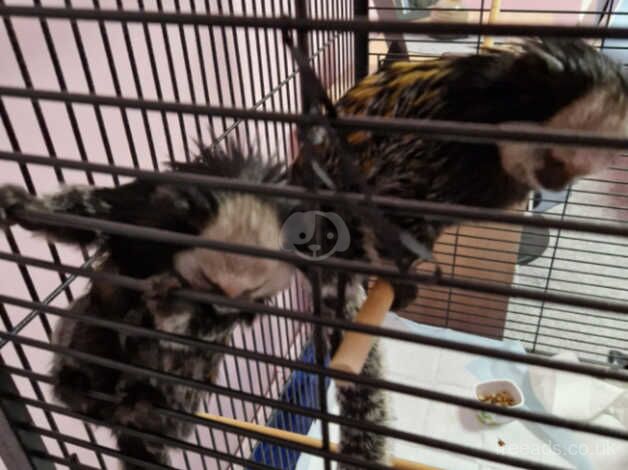 Monkey geoffroy marmoset for sale in Frome, Somerset