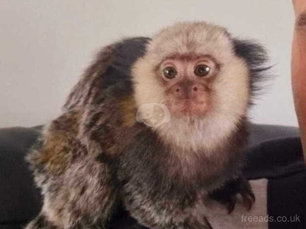 Monkey geoffroy marmoset for sale in Frome, Somerset - Image 3