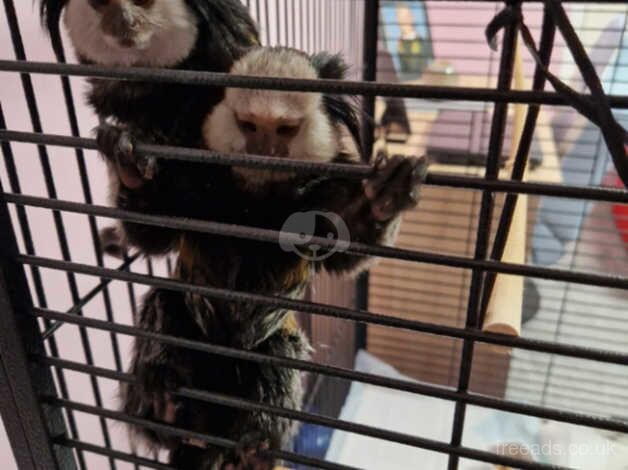 Monkey geoffroy marmoset for sale in Frome, Somerset - Image 4