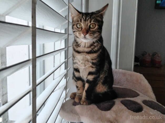 Need to rehome bengal kitten for sale in Paisley, Renfrewshire - Image 1