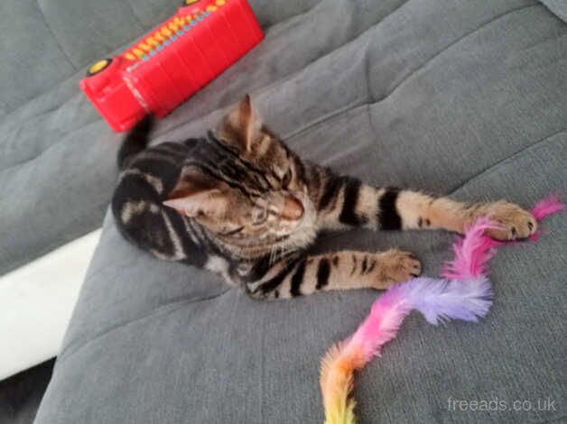 Need to rehome bengal kitten for sale in Paisley, Renfrewshire - Image 2