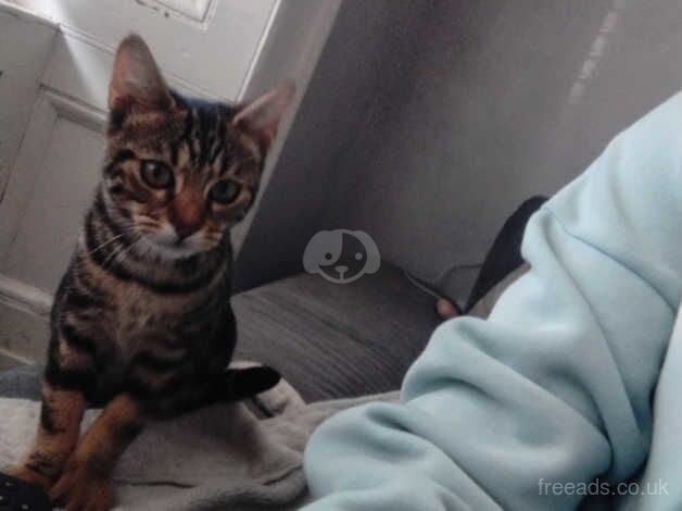 Need to rehome bengal kitten for sale in Paisley, Renfrewshire - Image 3