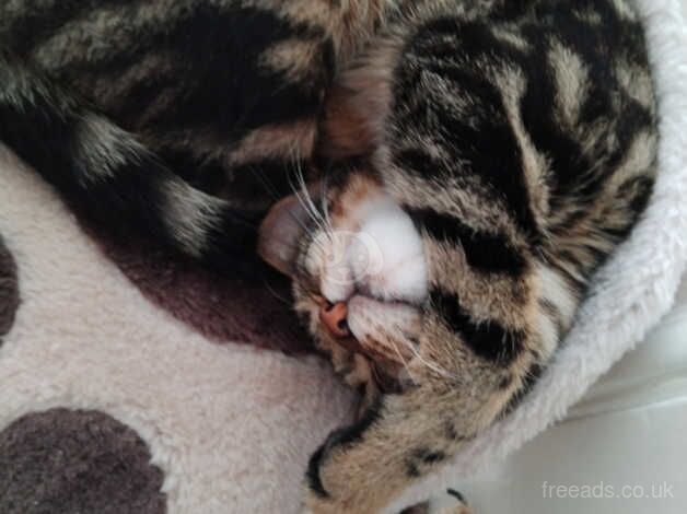 Need to rehome bengal kitten for sale in Paisley, Renfrewshire - Image 4