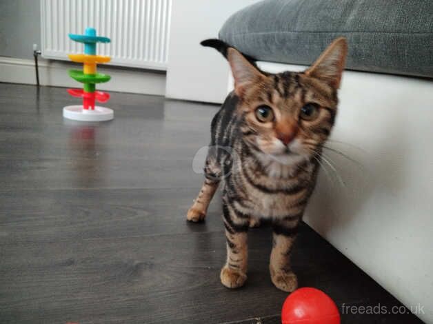 Need to rehome bengal kitten for sale in Paisley, Renfrewshire - Image 5