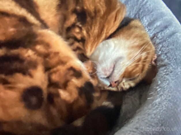 Bengals for sale in Bexley, Bexley, Greater London