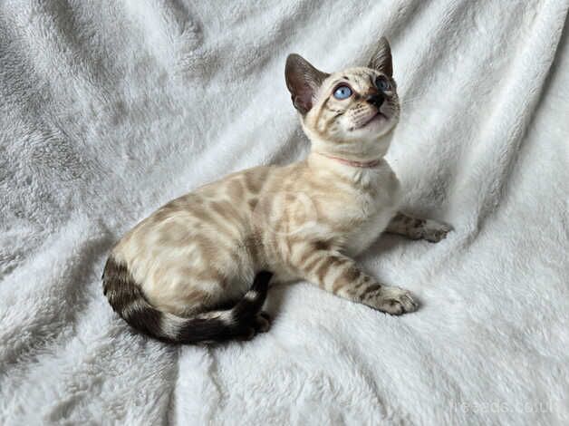 Outstanding Silver and Snow Bengals for sale in Melton Mowbray, Leicestershire