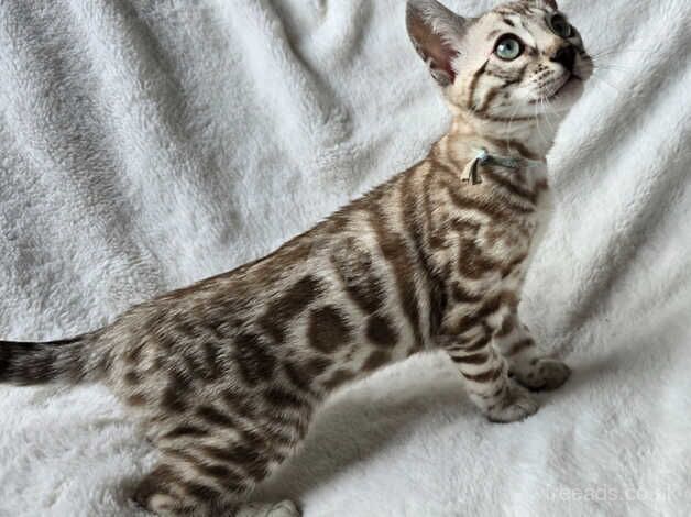 Outstanding Silver and Snow Bengals for sale in Melton Mowbray, Leicestershire - Image 2