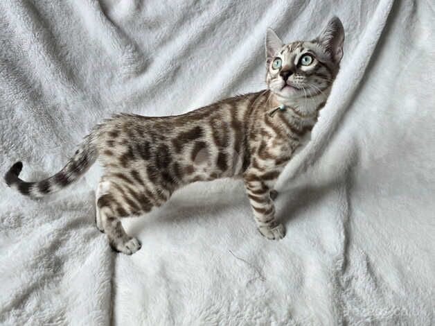 Bengal Kittens for sale in Leicestershire