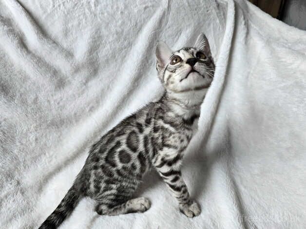 Bengal Kittens for sale