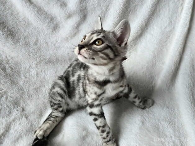 Outstanding Silver and Snow Bengals for sale in Melton Mowbray, Leicestershire - Image 5