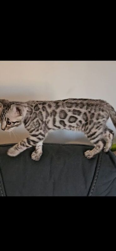 Outstanding Tica registered pure bengal kitten's for sale in Bristol, Bristol