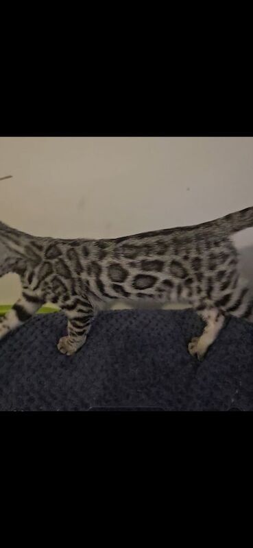 Outstanding Tica registered pure bengal kitten's for sale in Bristol, Bristol - Image 2