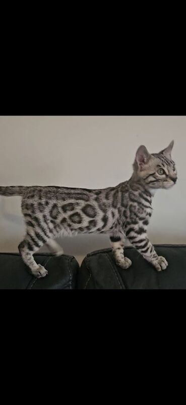 Outstanding Tica registered pure bengal kitten's for sale in Bristol, Bristol - Image 3