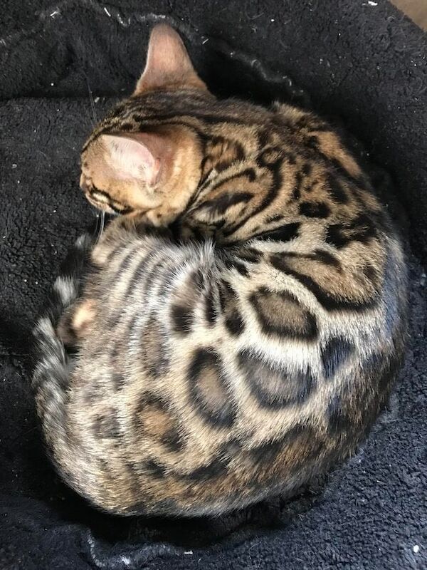 Pedigree Bengal queen, Tica registered for sale in Erith, Greater London