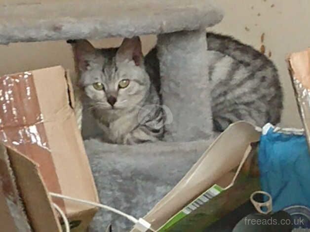 Price reduced! Female stripey silver bengal for sale in Birmingham, West Midlands - Image 4