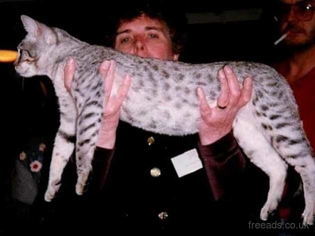 Price reduced! Female stripey silver bengal for sale in Birmingham, West Midlands - Image 5