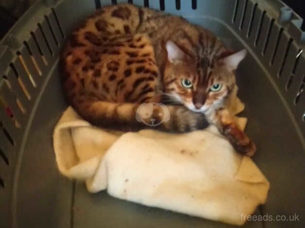 Price reduced! Male bengal for sale in Birmingham, West Midlands - Image 2