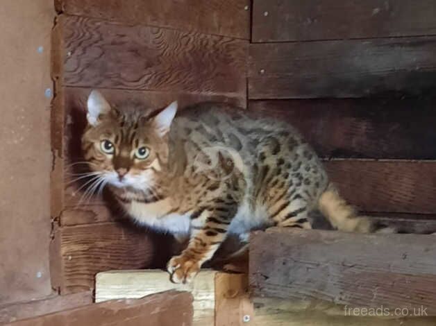 Price reduced! Male bengal for sale in Birmingham, West Midlands - Image 3