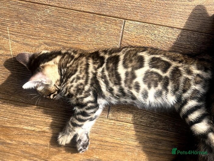 Pure bengal kittens 1 boy 1 girl (TICA registered) for sale in E18 1QB - Image 1