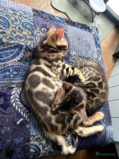 Pure bengal kittens 1 boy 1 girl (TICA registered) for sale in E18 1QB - Image 2