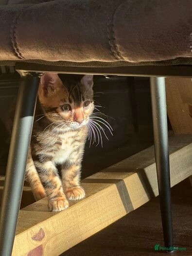 Bengal Kittens for sale in E18 1QB