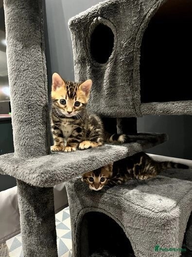 Pure bengal kittens 1 boy 1 girl (TICA registered) for sale in E18 1QB - Image 4