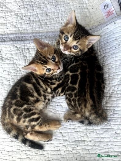 Pure bengal kittens 1 boy 1 girl (TICA registered) for sale in E18 1QB - Image 5