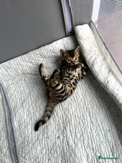 Pure bengal kittens 1 boy 1 girl (TICA registered) for sale in E18 1QB - Image 7