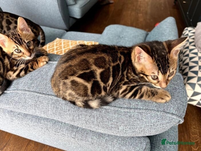 Pure bengal kittens 1 boy 1 girl (TICA registered) for sale in E18 1QB - Image 9