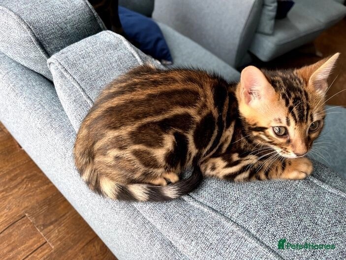 Pure bengal kittens 1 boy 1 girl (TICA registered) for sale in E18 1QB - Image 10