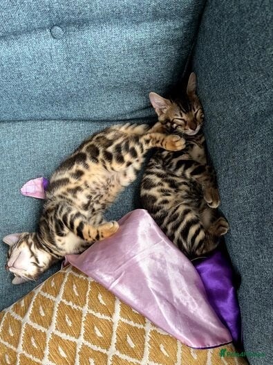 Pure bengal kittens 1 boy 1 girl (TICA registered) for sale in E18 1QB - Image 11