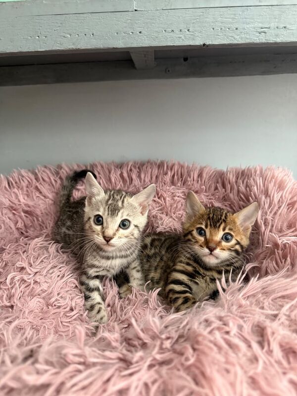 Pure bengal kittens for sale in Beckton, Greater London - Image 2