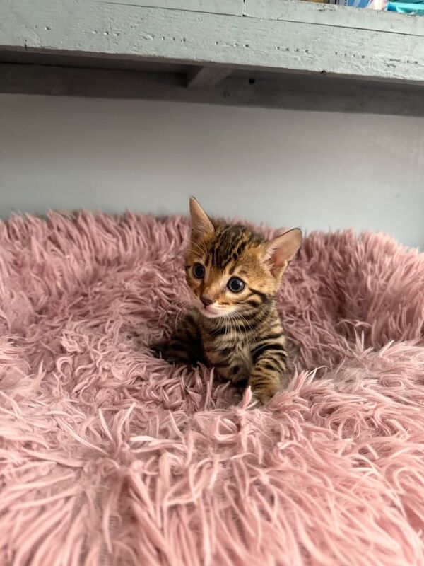 Pure bengal kittens for sale in Beckton, Greater London - Image 3