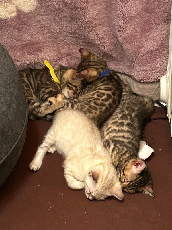 Pure Bengal kittens for sale in Erdington, West Midlands - Image 1