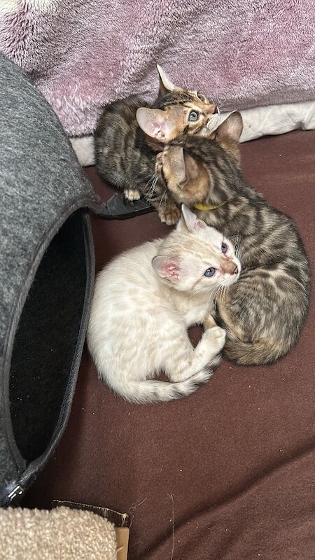 Pure Bengal kittens for sale in Erdington, West Midlands - Image 2