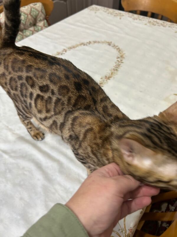 Pure Bengal kittens for sale in Erdington, West Midlands - Image 5