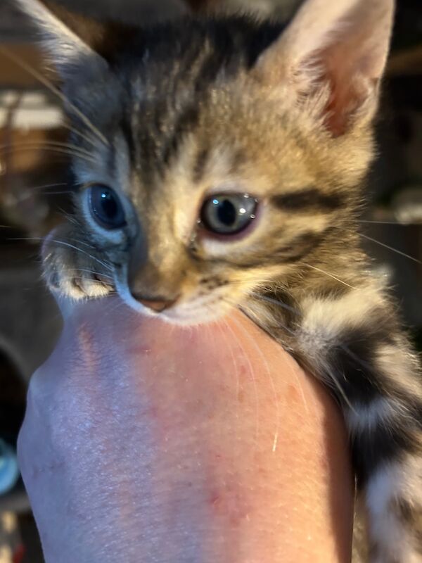 Pure Bengal kittens for sale in Erdington, West Midlands - Image 9