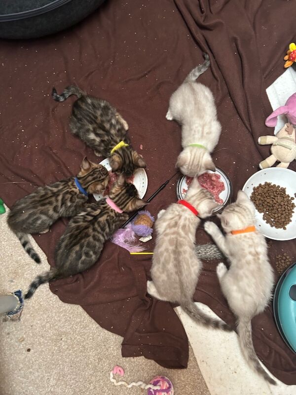 Pure Bengal kittens for sale in Erdington, West Midlands - Image 11