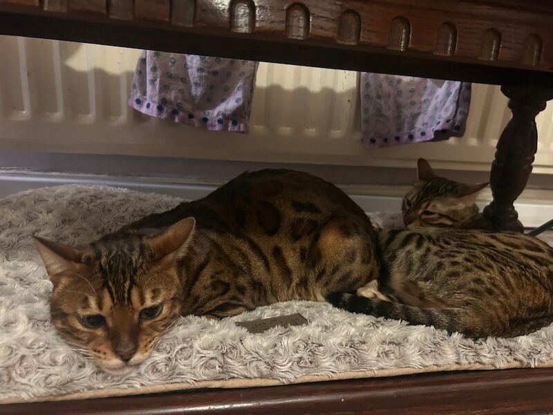 Pure Bengal kittens for sale in Erdington, West Midlands - Image 12