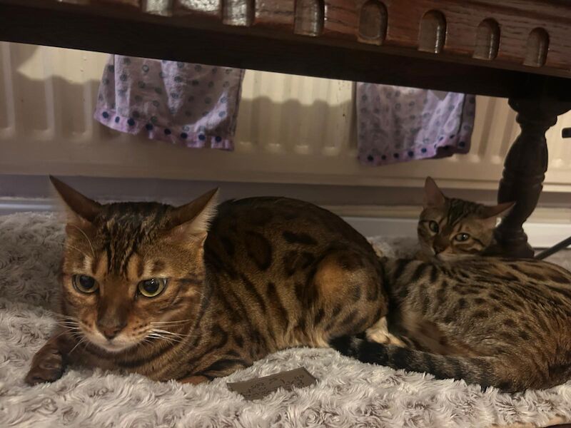 Pure Bengal kittens for sale in Erdington, West Midlands - Image 13