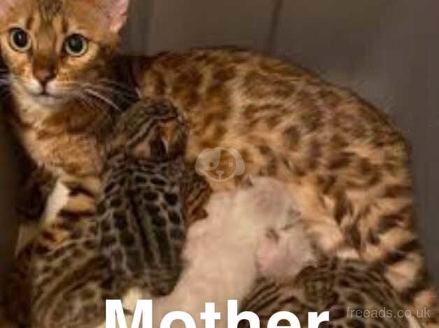 Pure bengal Kittens for sale in Birmingham, West Midlands - Image 1