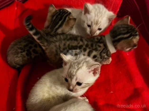 Pure bengal Kittens for sale in Birmingham, West Midlands - Image 2