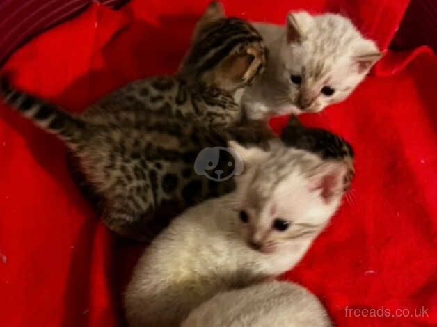 Pure bengal Kittens for sale in Birmingham, West Midlands - Image 3