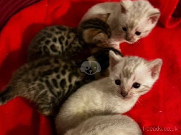 Pure bengal Kittens for sale in Birmingham, West Midlands - Image 4