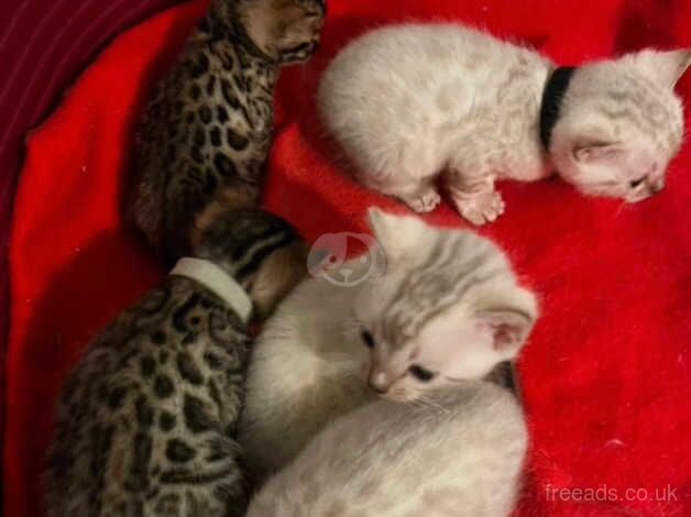 Pure bengal Kittens for sale in Birmingham, West Midlands - Image 5