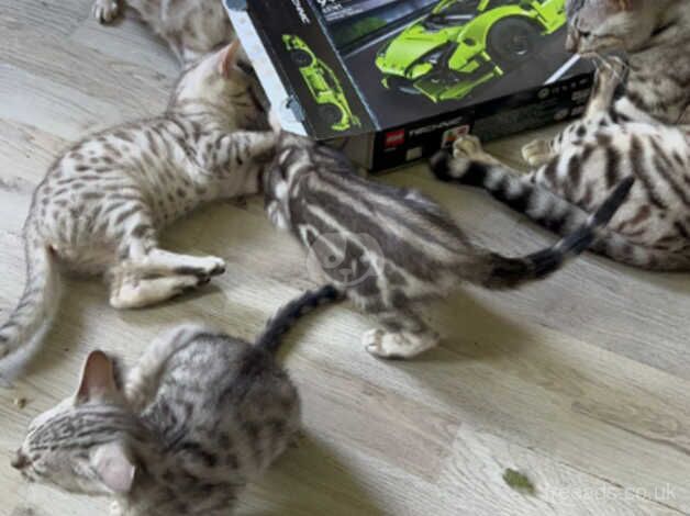 Pure Bengal kittens for sale in Holsworthy, Devon - Image 3