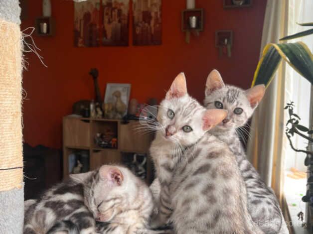 Pure Bengal kittens for sale in Holsworthy, Devon - Image 4