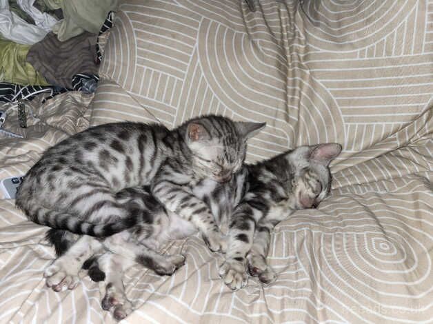 Pure Bengal kittens for sale in Holsworthy, Devon - Image 5